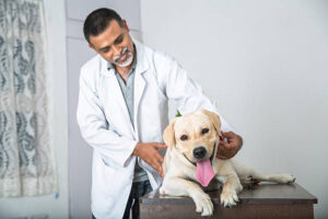 For Veterinarians